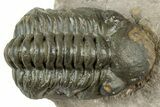 Detailed Reedops Trilobite - Atchana, Morocco #322274-1